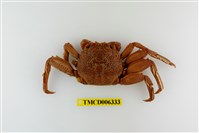 藏品(鱗形斜紋蟹)的圖片